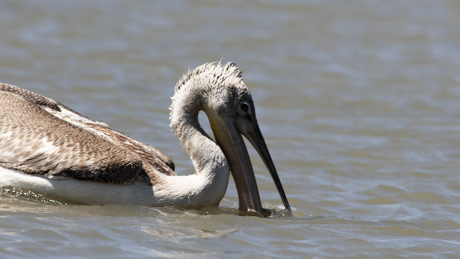 Dalmatian Pelican